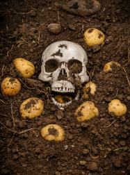 The harvest of souls